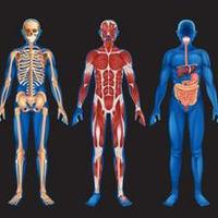 Body Systems