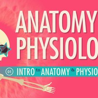 Anatomy/Physiology 1/2