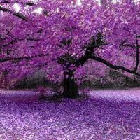 Violet Tree Early Childhood Center