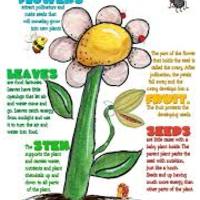 Copy of Plants - Kinder 2Q