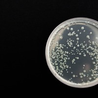 SC246 Microbiology: DISCONTINUED