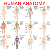 Sample Anatomy Student Binder