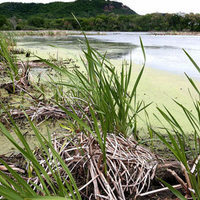 Critical Methods in Wetland Delineation 2017