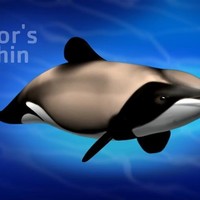 Hector's Dolphin