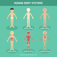 Body Systems Project