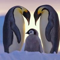 Penguin Research