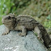 Tuatara