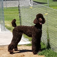 Brown Poodle Pix