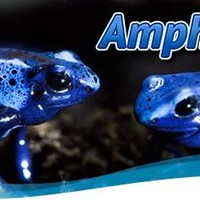 Amphibians