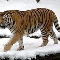 Siberian Tiger