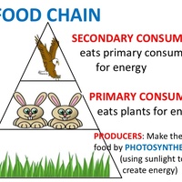 Food Chain and Food Webs