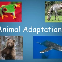 Animal Adaptations