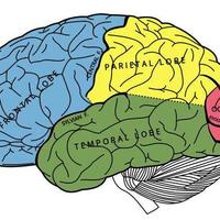 Traumatic Brain Injury  (TBI)