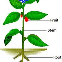 Parts of a Plant