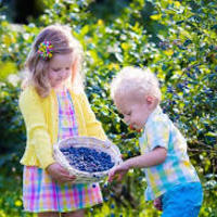 Blueberry Preschool