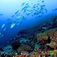Y 11 Biology - Ocean acidification