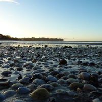 NZ Rocky Shore