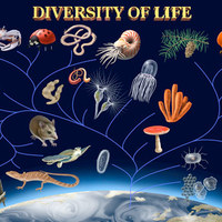 The Diversity of Life