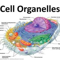 Interactive Cell Lab