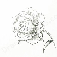 How to Draw a rose