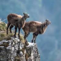 Year 12 Biology NZ Tahr Control