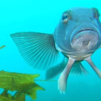 Wellington's Marine Environment