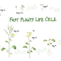 Fast Plants Project
