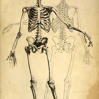 Anatomy in Medicine Binder