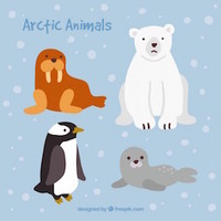 Arctic Animals