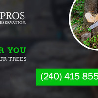 Axe Tree Pros | Affordable Tree Removal and Trimming Services in