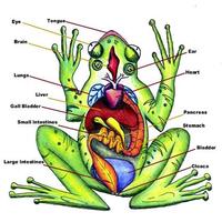 Frog Dissection