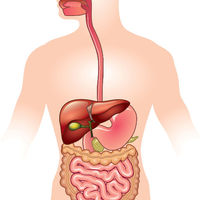 Sistema Digestivo Humano