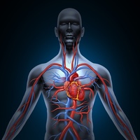 O Sistema Cardiovascular