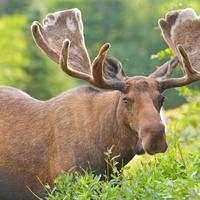 Alaska Zoology Mammals
