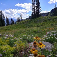 Wild Flowers