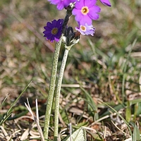 Orkney PLants