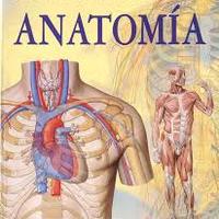 ANATOMIA