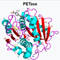 Process for the Purification of a Target Biological Product