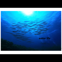 Water Life