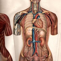 Anatom��a