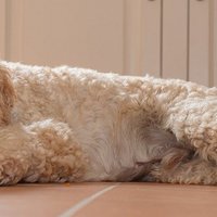How to Ensure Your Dog Intakes A Healthy Meal and Supplements?