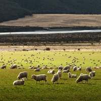 Life in New Zealand