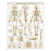 Human anatomy and physiology