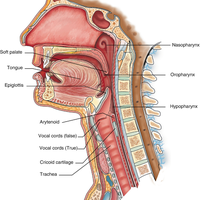 Dysphagia Treatment Binder