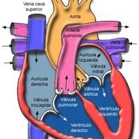 RECURSOS ANATOMIA CARDIACA