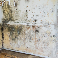 5 Star Rated Mold Remediation Contractors in Wilmington, NC