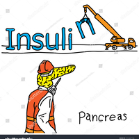 Insulin 