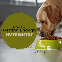 Is your Dog Getting Enough Nutrients?