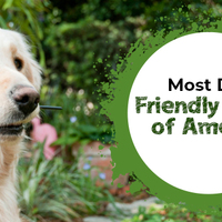 Pawsome Places: America's Most Dog-Friendly Cities