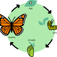 Lin McGee Lesson Plan: Life Cycle of a Butterfly